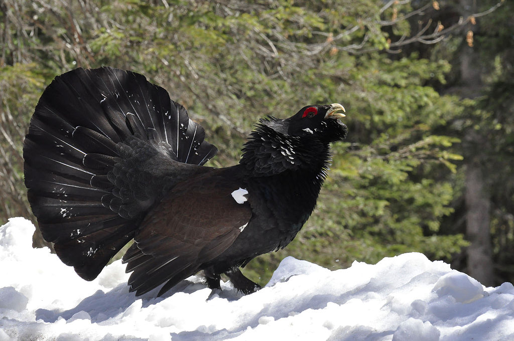 la-chasse-au-grand-tetras-ou-coq-de-bruyere-interdite-par-la-justice-en-hautes-pyrenees La chasse au Grand Tétras ou Coq de Bruyère interdite par la justice en Hautes Pyrénées