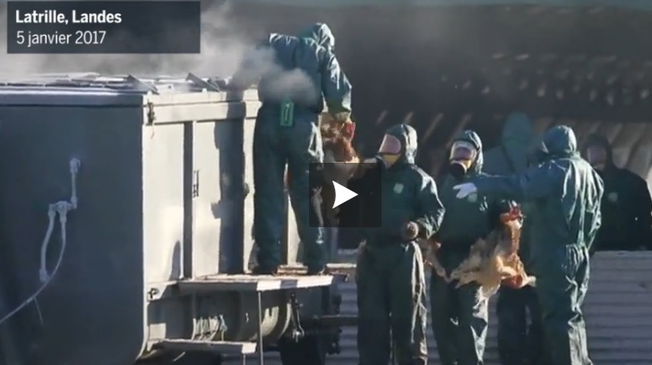 Abattages de canard dans le sud ouest. la vidéo choc Abattages de canard dans le sud ouest. la vidéo choc