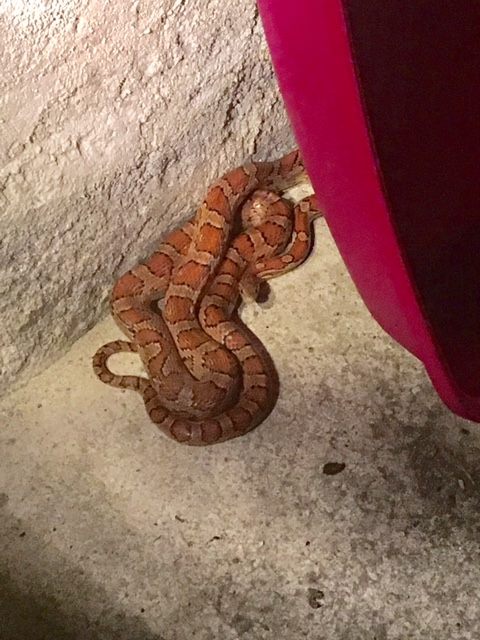 Bénac. la peur de sa vie en découvrant un Boa sur son balcon Bénac. la peur de sa vie en découvrant un Boa sur son balcon