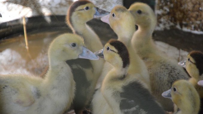 Grippe aviaire. plusieurs milliers de canards tués dans le Gers ce mardi Grippe aviaire. plusieurs milliers de canards tués dans le Gers ce mardi