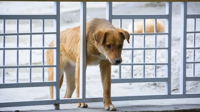 Horgues Tarbes. l'homme qui aspergeait les chiens à l'acide arrêté Horgues Tarbes. l'homme qui aspergeait les chiens à l'acide arrêté