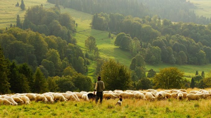 L'Agneau des Pyrénées bientôt Identification Géographique protégée ?