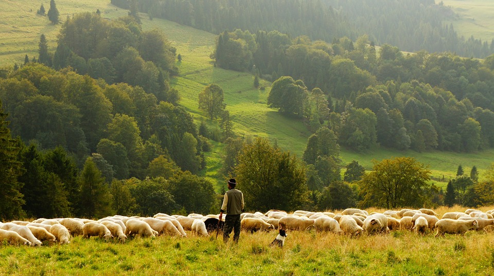 L'Agneau des Pyrénées bientôt Identification Géographique protégée ?