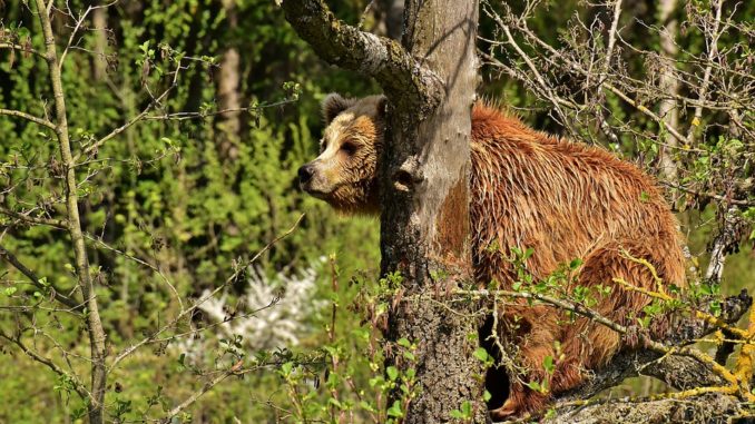 Manifestation contre la réintroduction de l'ours dans les Pyrénées la réintroduction de l'ours