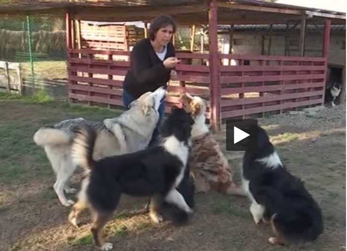 Hautes-Pyrénées des chiens écouteurs pour les sourds et les malentendants Hautes-Pyrénées : des chiens écouteurs pour les sourds et les malentendants