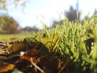 Vers une semaine printanière à Tarbes