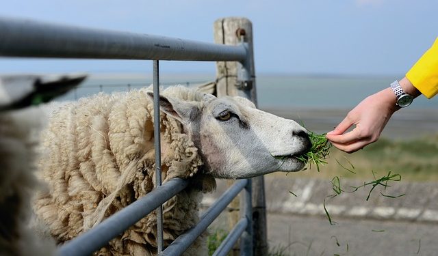 Découvrez qui sont les bergers qui représenteront l'Occitanie au salon de l'agriculture de Paris